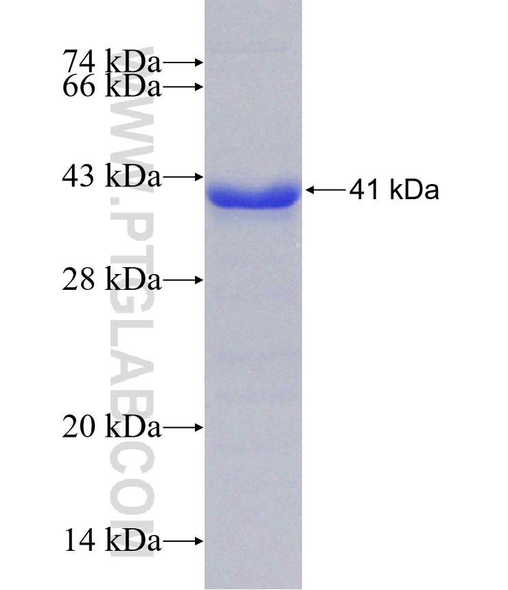 ACIN1 fusion protein Ag30520 SDS-PAGE