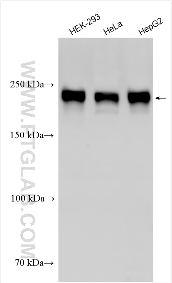 WB analysis using 30522-1-AP