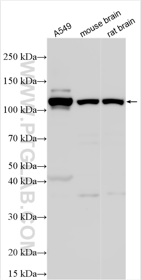 WB analysis using 15421-1-AP