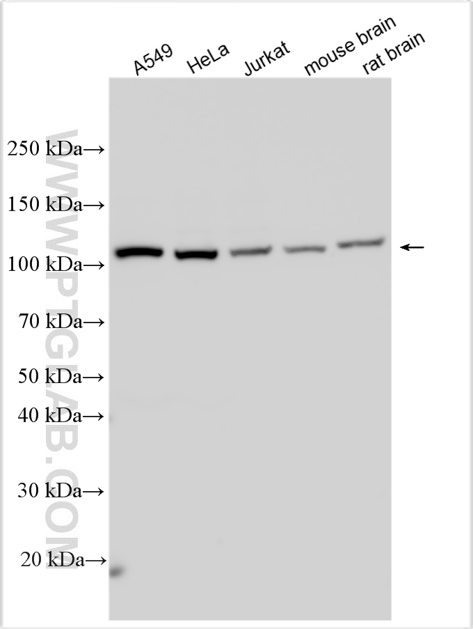 WB analysis using 15421-1-AP