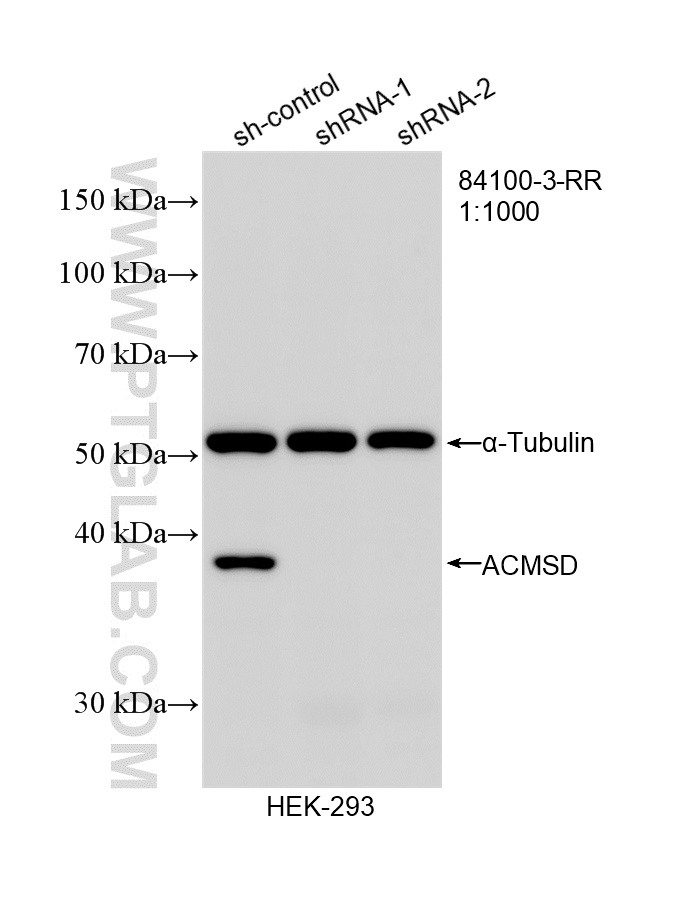 WB analysis of HEK-293 using 84100-3-RR