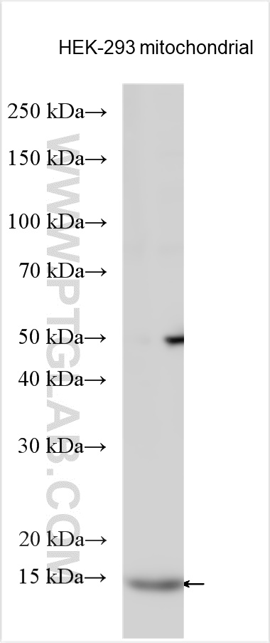 ACN9