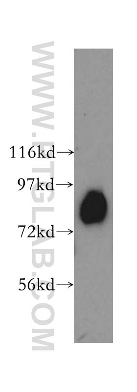 Aconitase 2 Polyclonal antibody