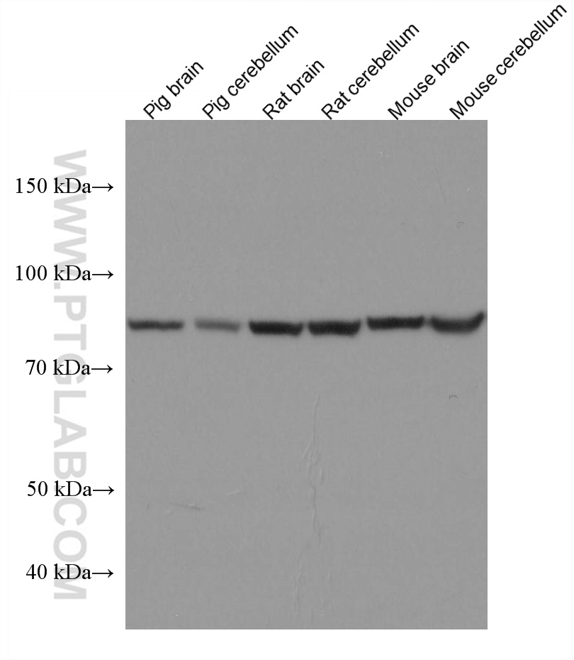 WB analysis using 67509-1-Ig (same clone as 67509-1-PBS)