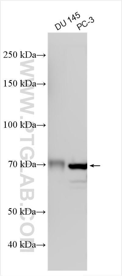 WB analysis using 10776-1-AP