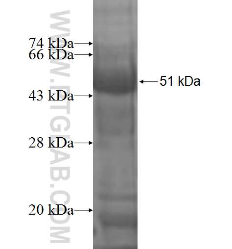 ACOT11 fusion protein Ag1176 SDS-PAGE