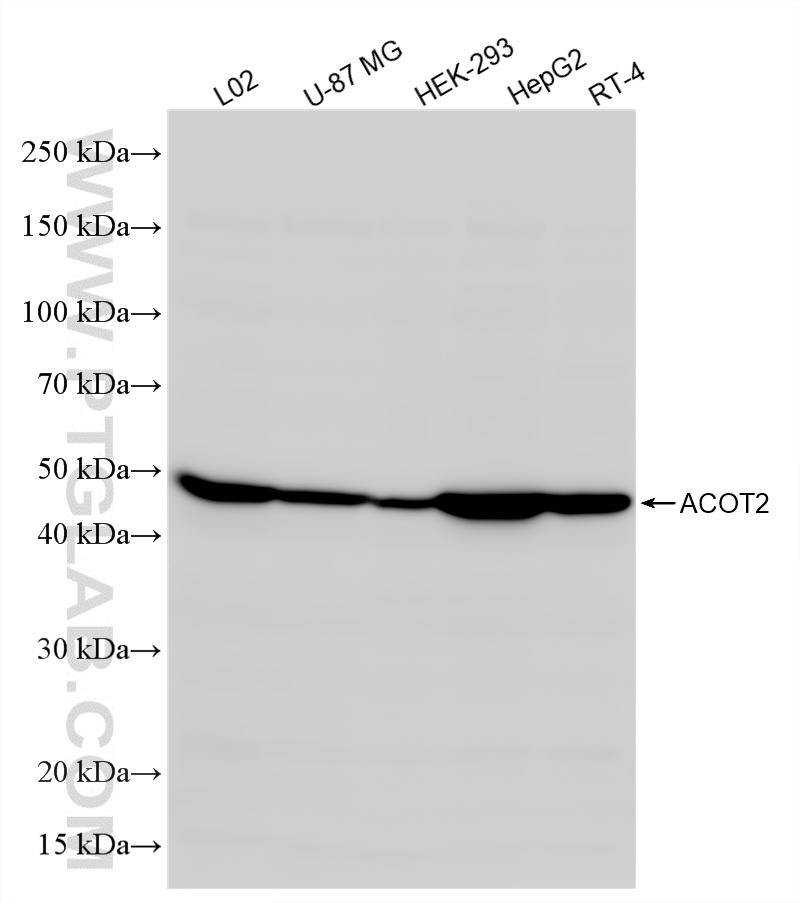 WB analysis using 82122-5-RR