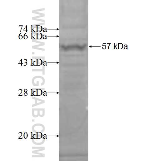 ACOT2 fusion protein Ag8093 SDS-PAGE