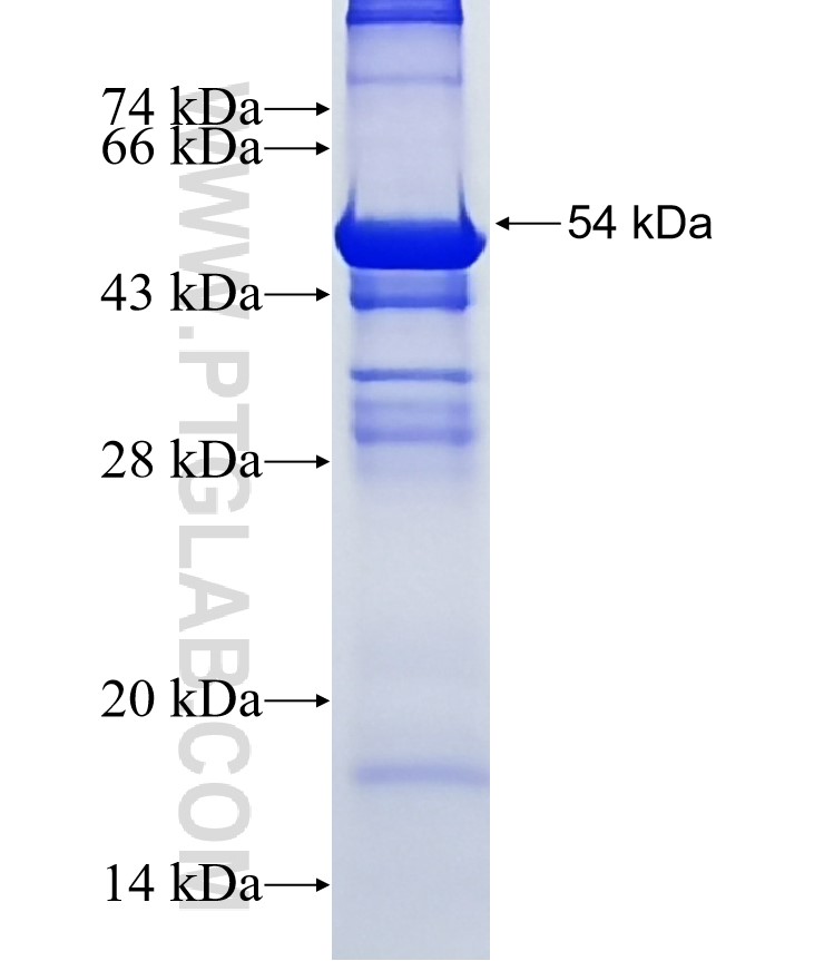 ACOT2 fusion protein Ag8093 SDS-PAGE