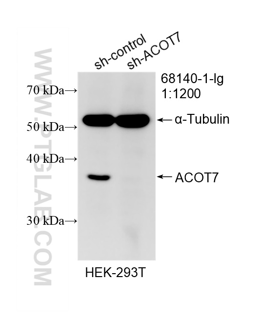 WB analysis of HEK-293T using 68140-1-Ig