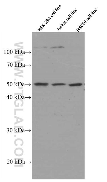 WB analysis using 66532-1-Ig