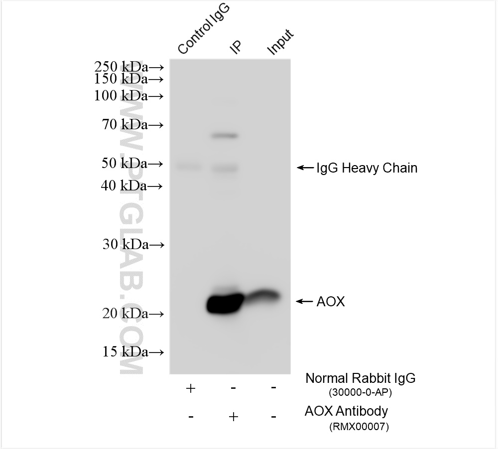 IP experiment of HepG2 using RMX00007