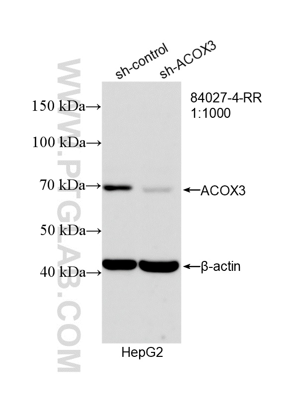 WB analysis of HepG2 using 84027-4-RR