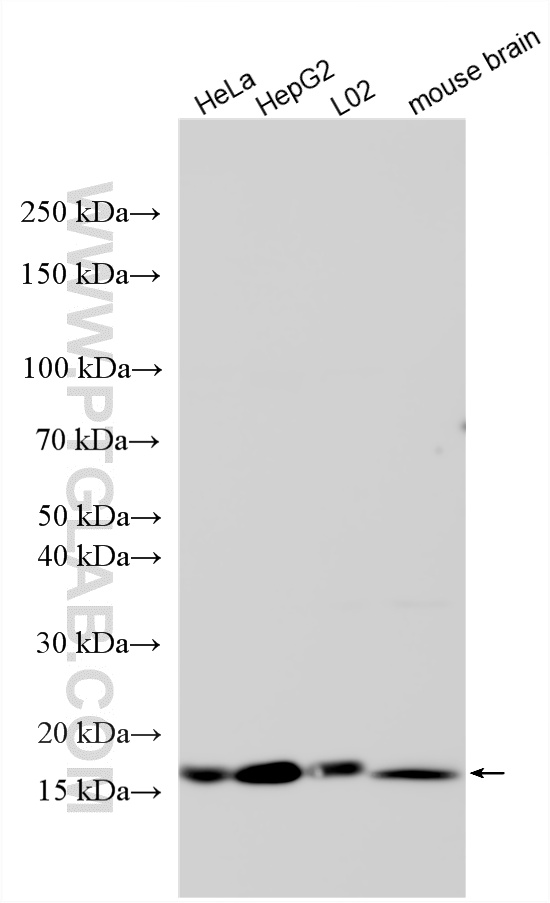 Various lysates were subjected to SDS PAGE followed by western blot with 22214-1-AP (ACP1 antibody) at dilution of 1:2000 incubated at room temperature for 1.5 hours. WB analysis using 22214-1-AP