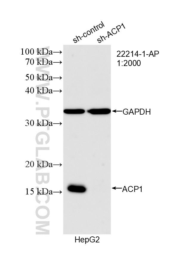 WB analysis of HepG2 using 22214-1-AP