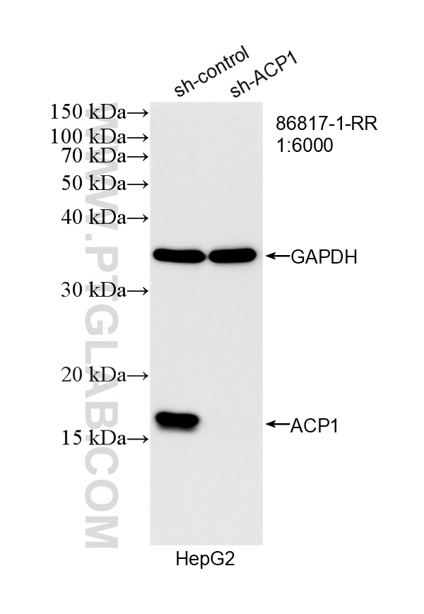 WB analysis of HepG2 using 86817-1-RR (same clone as 86817-1-PBS) WB analysis of HepG2 using 86817-1-RR (same clone as 86817-1-PBS)
