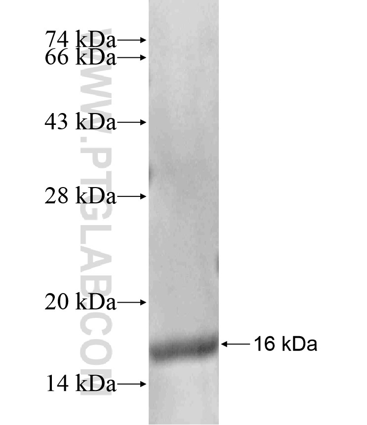 ACP1 fusion protein Ag17668 SDS-PAGE