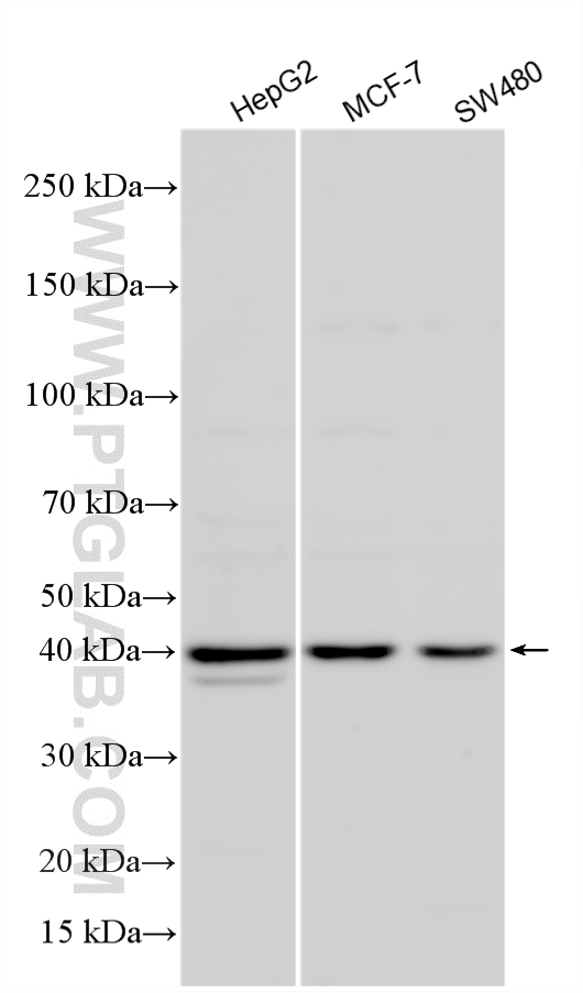 WB analysis using 27898-1-AP