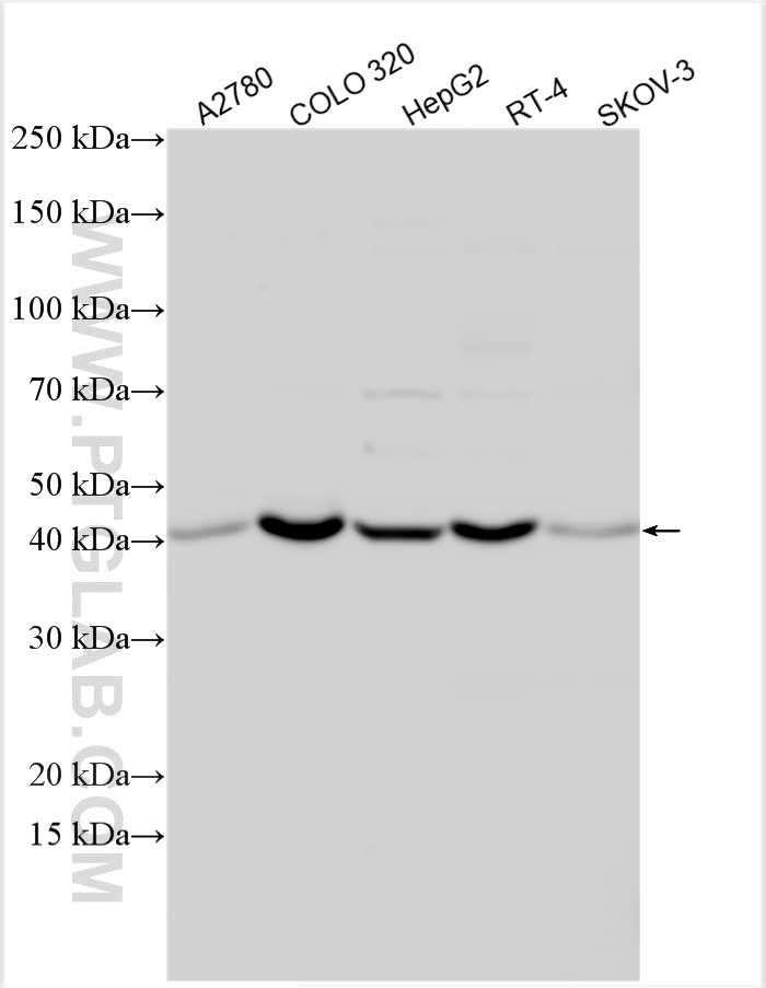 WB analysis using 12965-1-AP