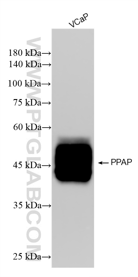 WB analysis using 87842-1-RR (same clone as 87842-1-PBS) WB analysis using 87842-1-RR (same clone as 87842-1-PBS)