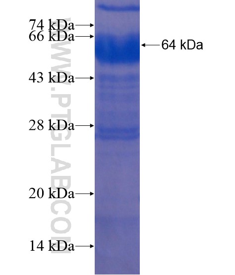 ACRC fusion protein Ag21895 SDS-PAGE