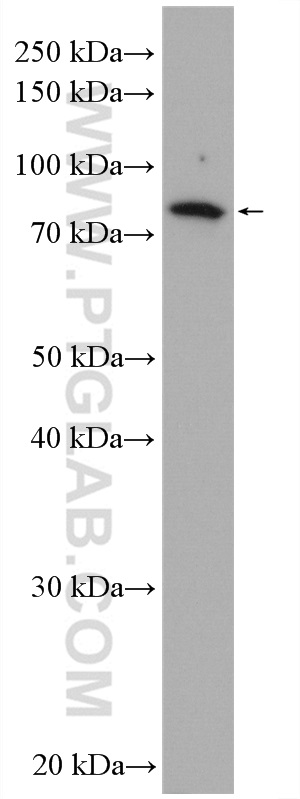 WB analysis of mouse testis using 16077-1-AP