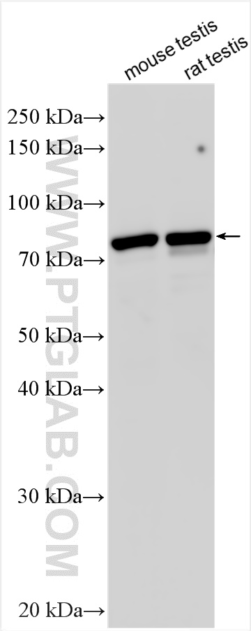 WB analysis using 19083-1-AP