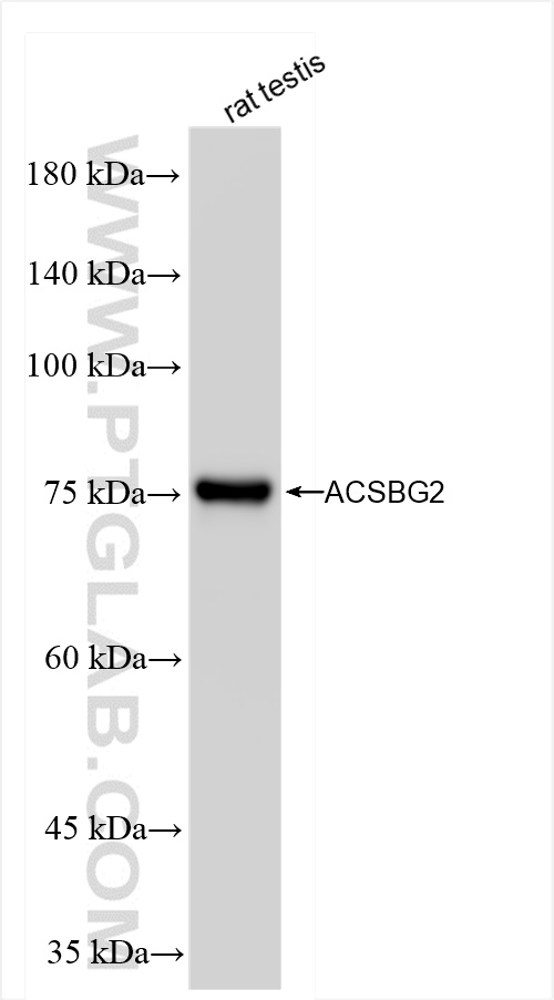 WB analysis of rat testis using 85199-1-RR (same clone as 85199-1-PBS)