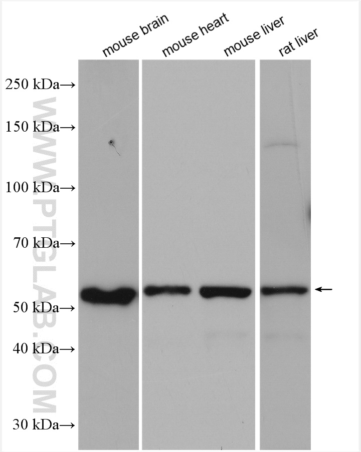 WB analysis using 25484-1-AP