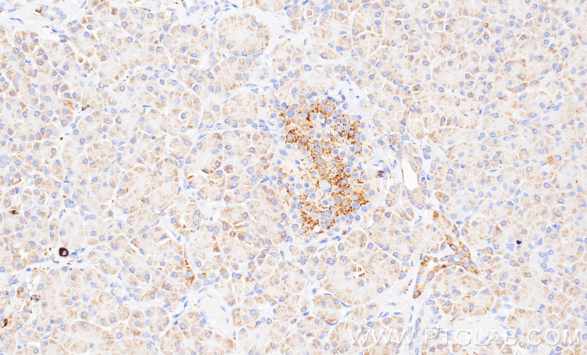 IHC staining of human pancreas using 87427-2-RR (same clone as 87427-2-PBS) IHC staining of human pancreas using 87427-2-RR (same clone as 87427-2-PBS)