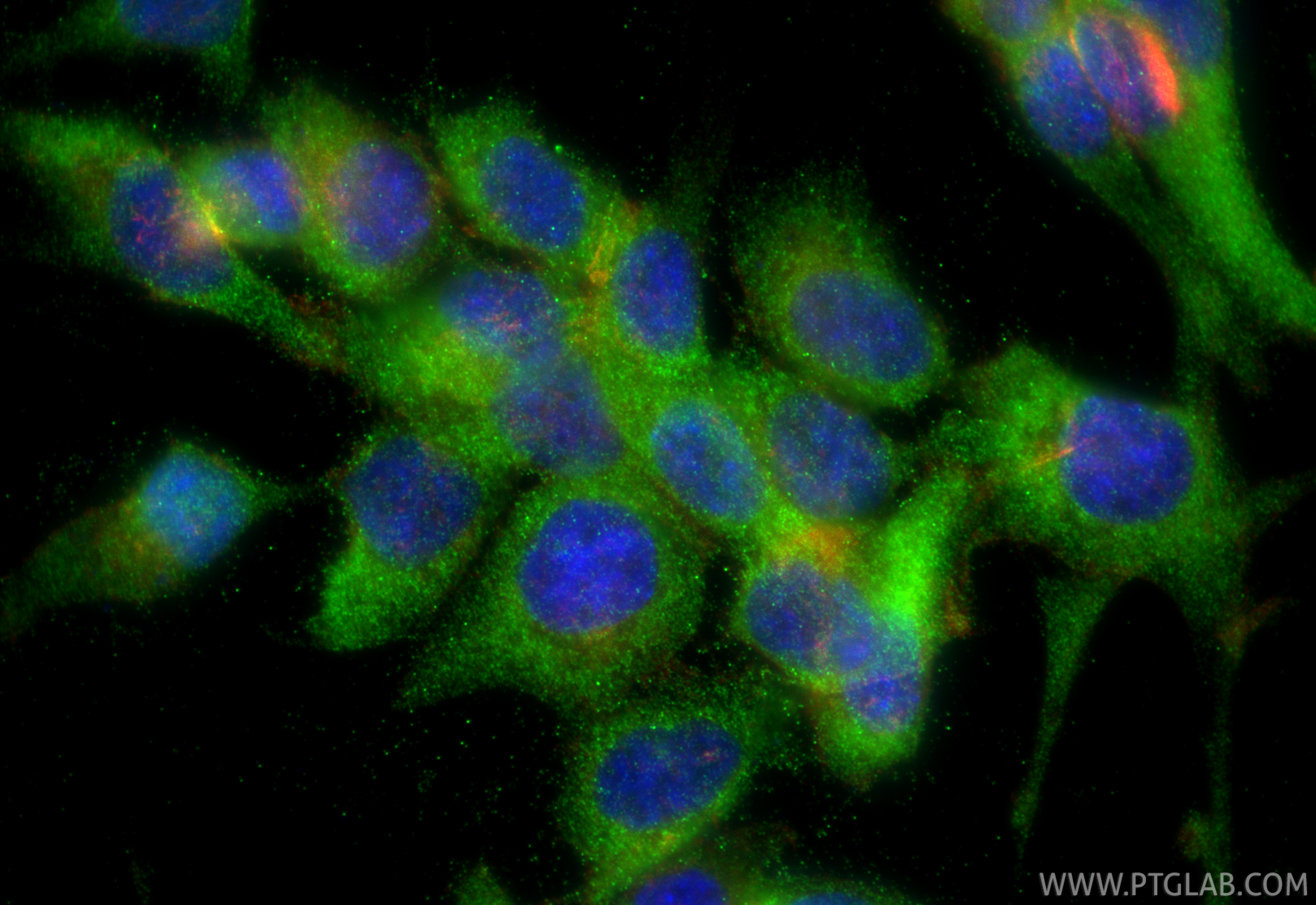 IF Staining of HCT 116 using 20710-1-AP