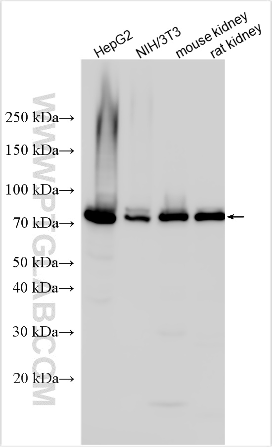 WB analysis using 22401-1-AP