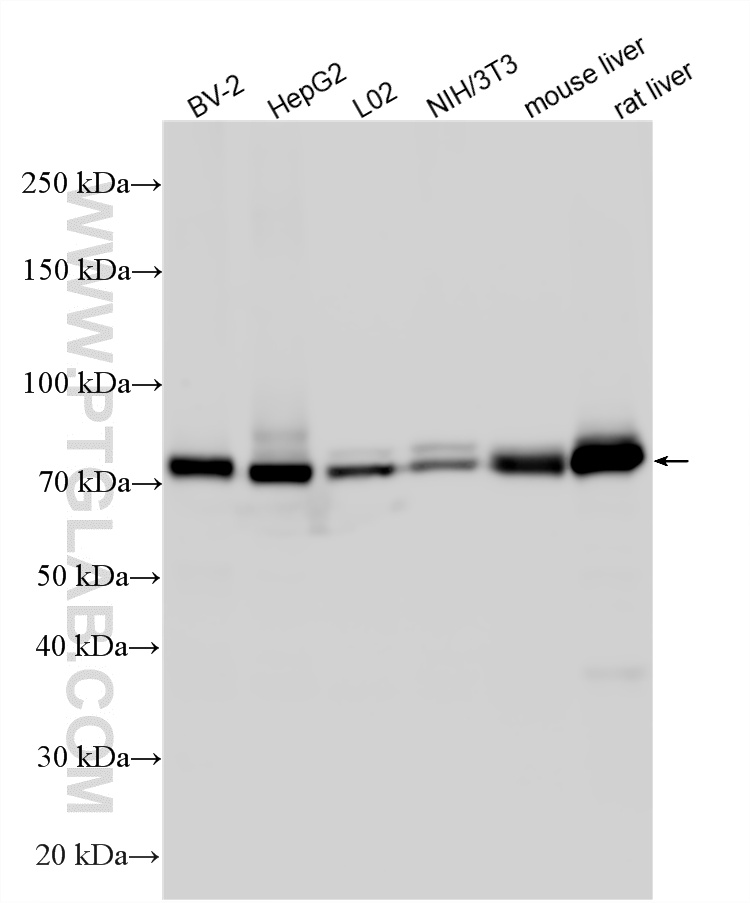 WB analysis using 22401-1-AP