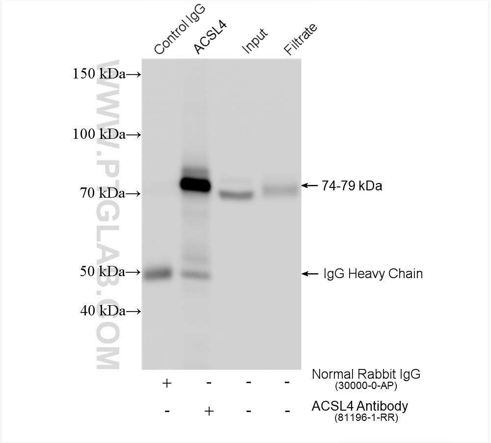 IP experiment of HeLa using 81196-1-RR