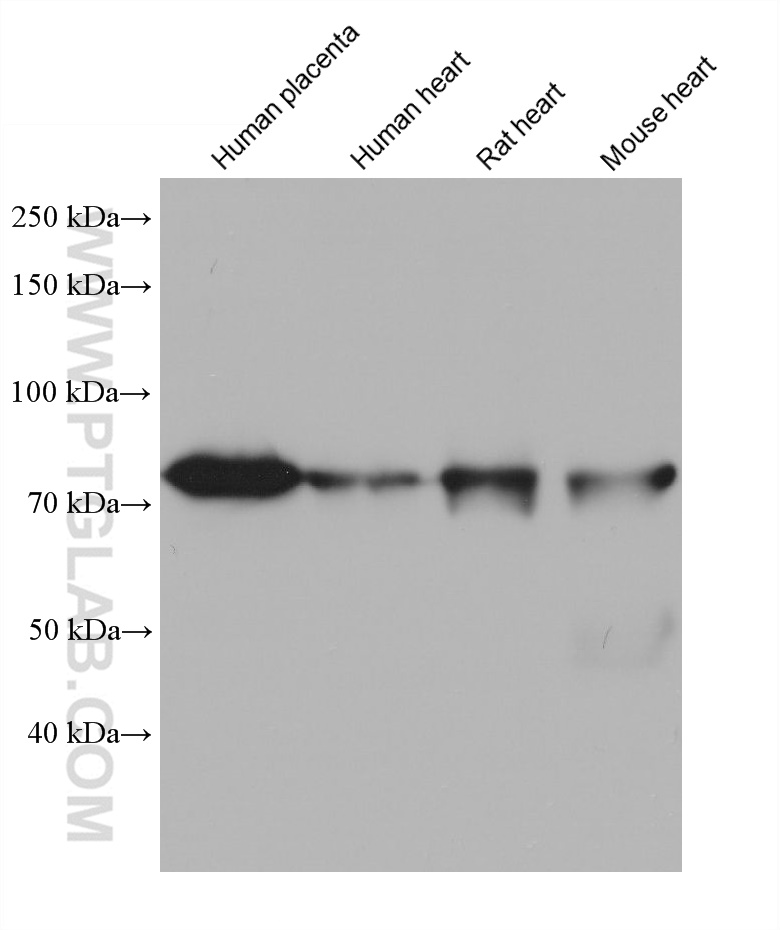 WB analysis using 68608-1-Ig