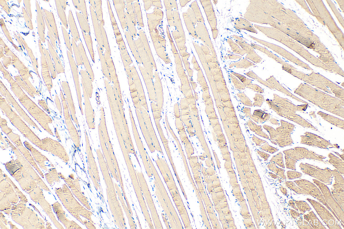 IHC staining of mouse skeletal muscle using 23660-1-AP