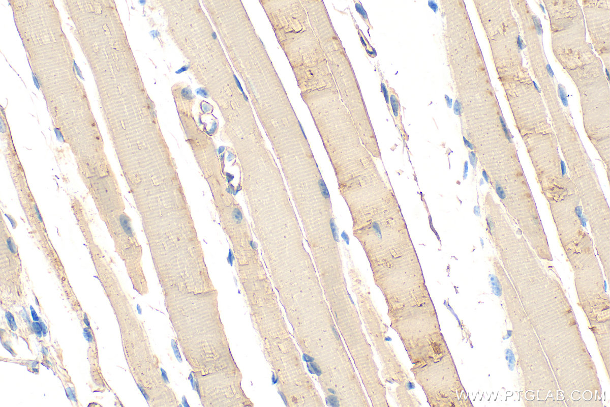 IHC staining of mouse skeletal muscle using 23660-1-AP