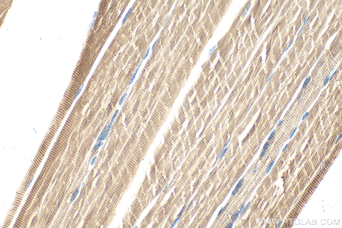 Immunohistochemical analysis of paraffin-embedded mouse skeletal muscle tissue slide using 17521-1-AP (ACTA1-Specific antibody) at dilution of 1:200 (under 40x lens). Heat mediated antigen retrieval with Tris-EDTA buffer (pH 9.0). IHC staining of mouse skeletal muscle using 17521-1-AP