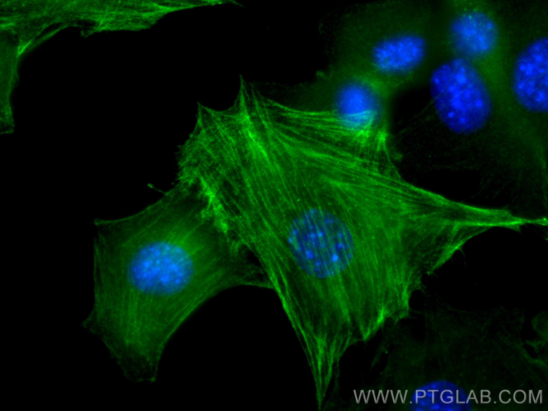 IF Staining of C2C12 using 14395-1-AP