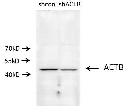 Beta Actin Polyclonal antibody