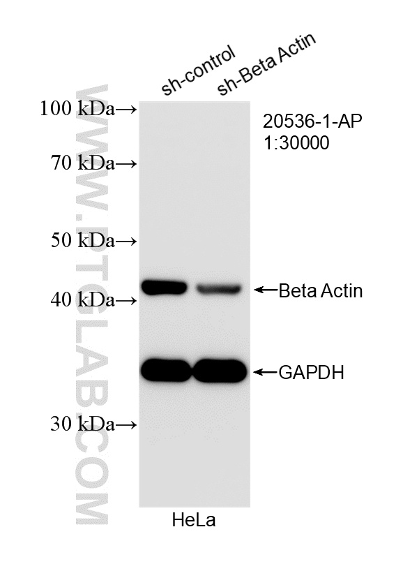 WB analysis of HeLa using 20536-1-AP