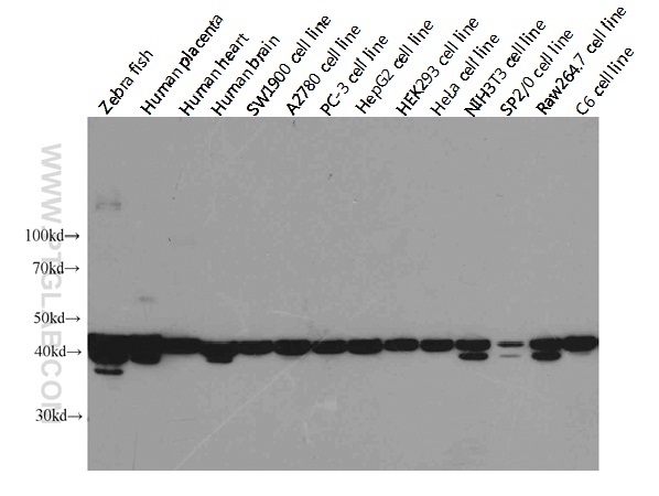 WB analysis of multi-cells/tissue using 60008-1-Ig