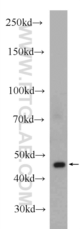 WB analysis of mouse heart using 23082-1-AP