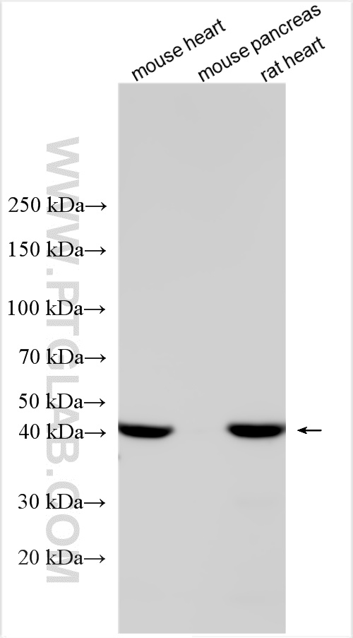 WB analysis using 17522-1-AP