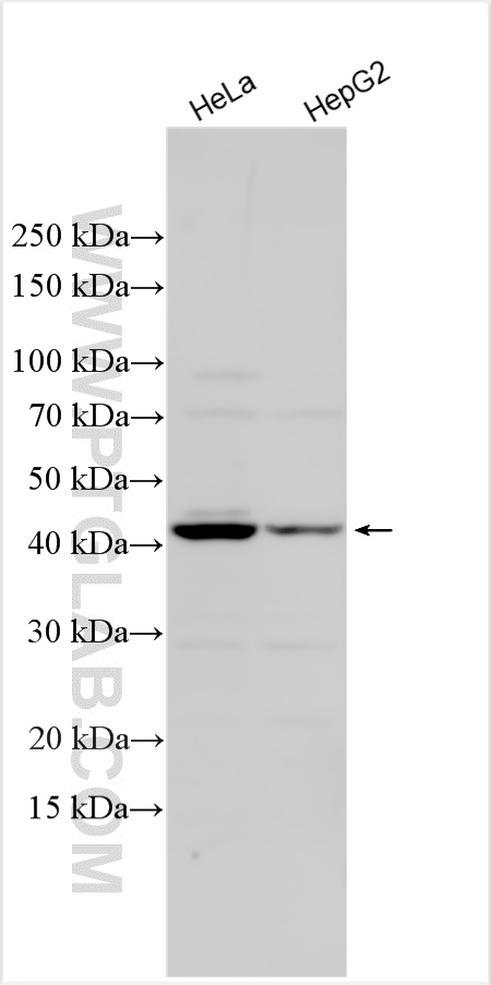 WB analysis using 31849-1-AP