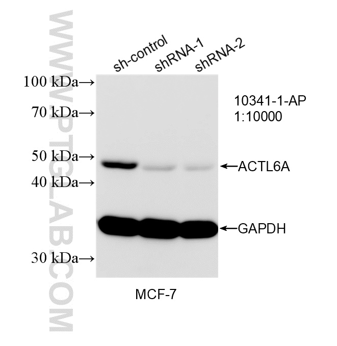 WB analysis of MCF-7 using 10341-1-AP