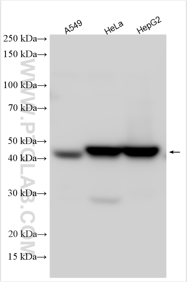 WB analysis using 17312-1-AP