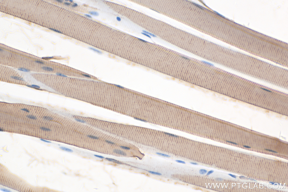IHC staining of mouse skeletal muscle using 14221-1-AP