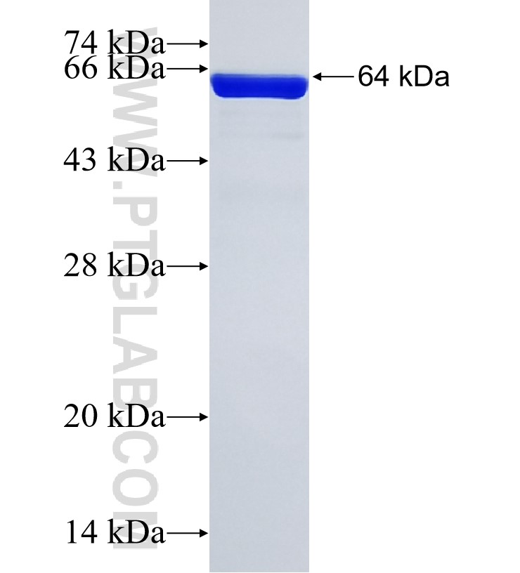 ACTN2 fusion protein Ag5459 SDS-PAGE