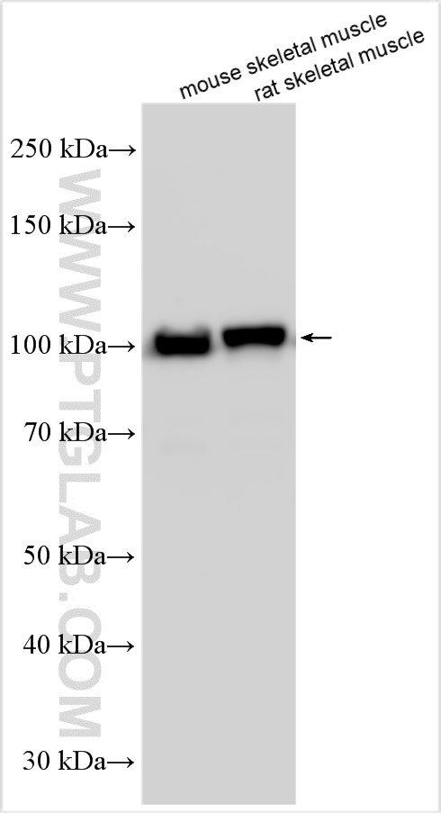 WB analysis using 24378-1-AP
